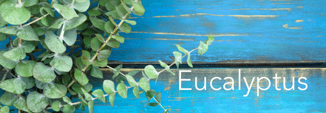 Eco-Friendly Eucalyptus